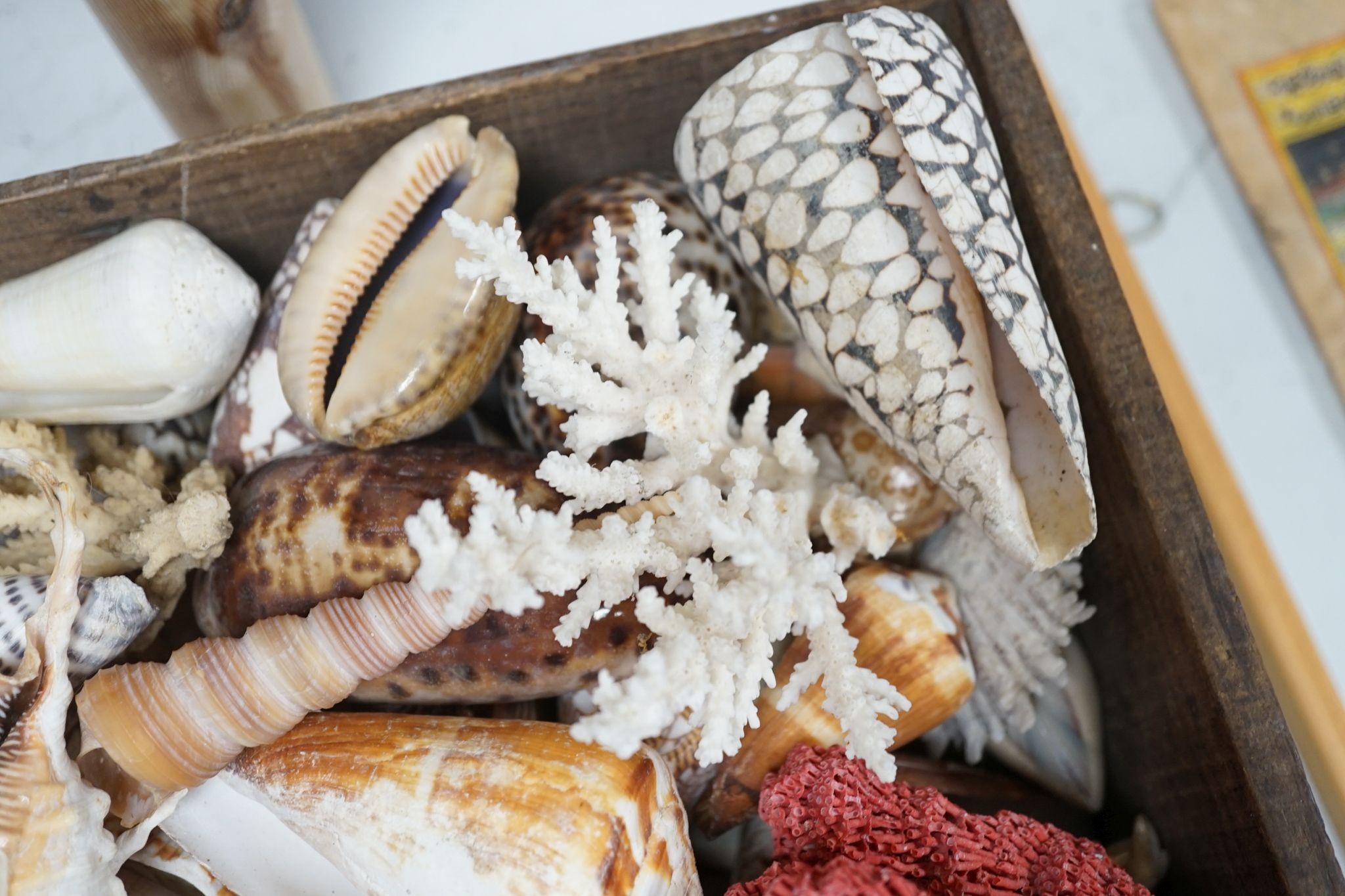 A collection of shells etc. in a box